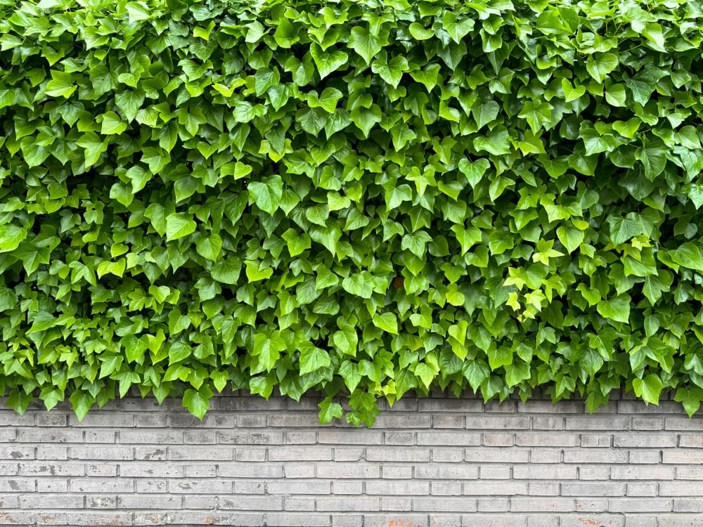 English Ivy Plant - Ready to Plant - Easy to Grow Ivy Vine (1 Plant)