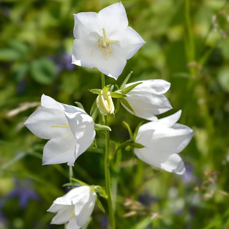 Amazon.com : QAUZUY GARDEN 500 pcs White Peach Leaved Amazon.com : QAUZUY GARDEN 500 pcs White Peach Leaved