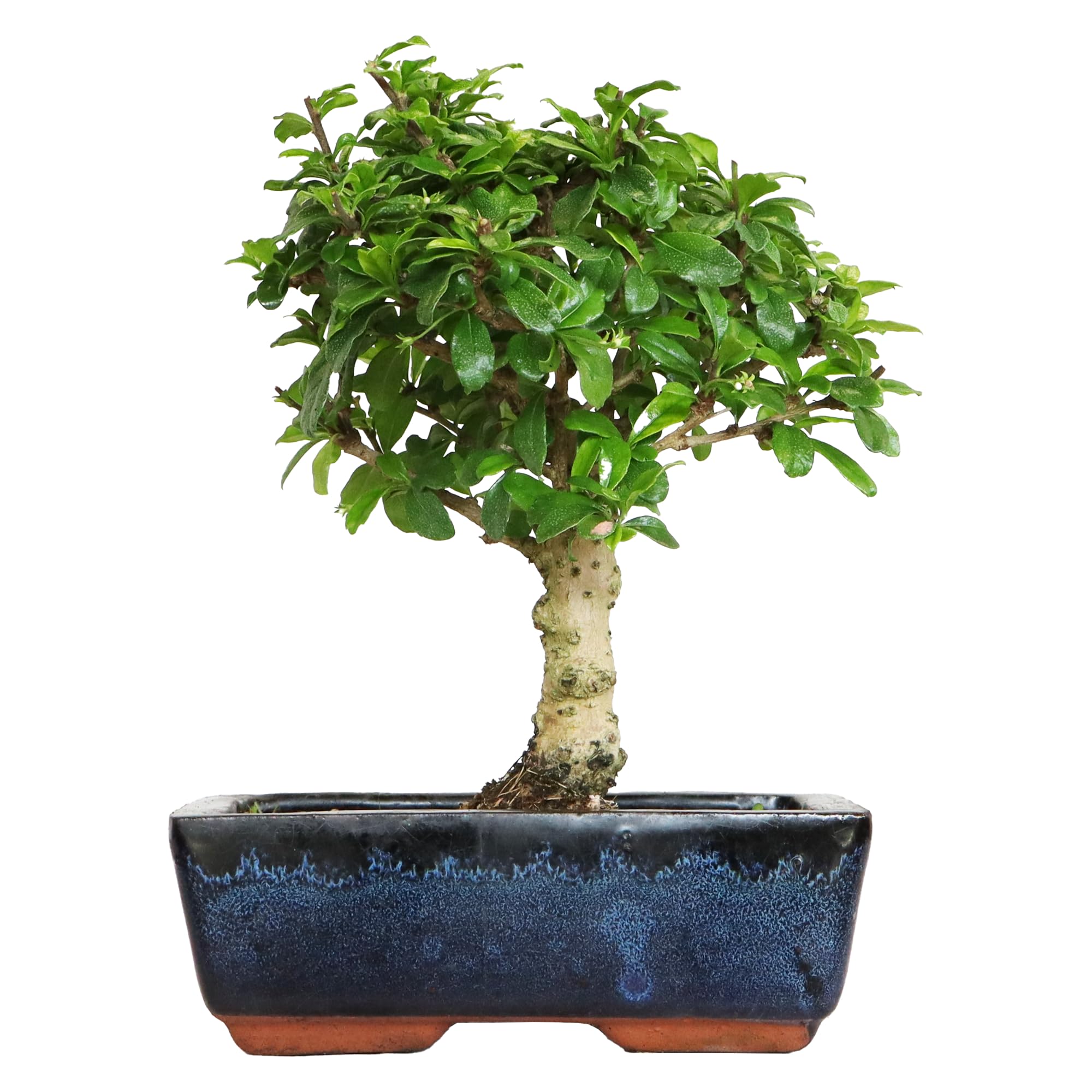 KENTIS - Bonsai Carmona - Bonsai Tè del Fukien Tè Coreano - Piante Vere da Appartamento - Pianta da Interni - H 20-​30 cm Vaso Ø 20 cm