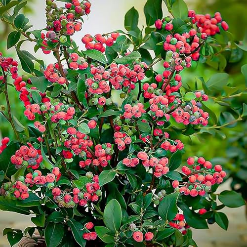 2 Pink Lemonade Blueberry Plants Live, Blueberries Bushes Sweet Fruit All Year Planting Ornament Garden 5 To 8 Inches #TOP28