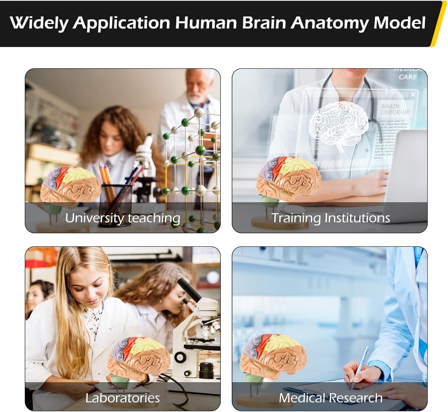 Dyna-Living Human Brain Model Anatomy 2X Life Size Human Brain Anatomical Model for Neuroscience with Color-Coded Detachable Brain Model for Science Research Medical Learning or Model Display