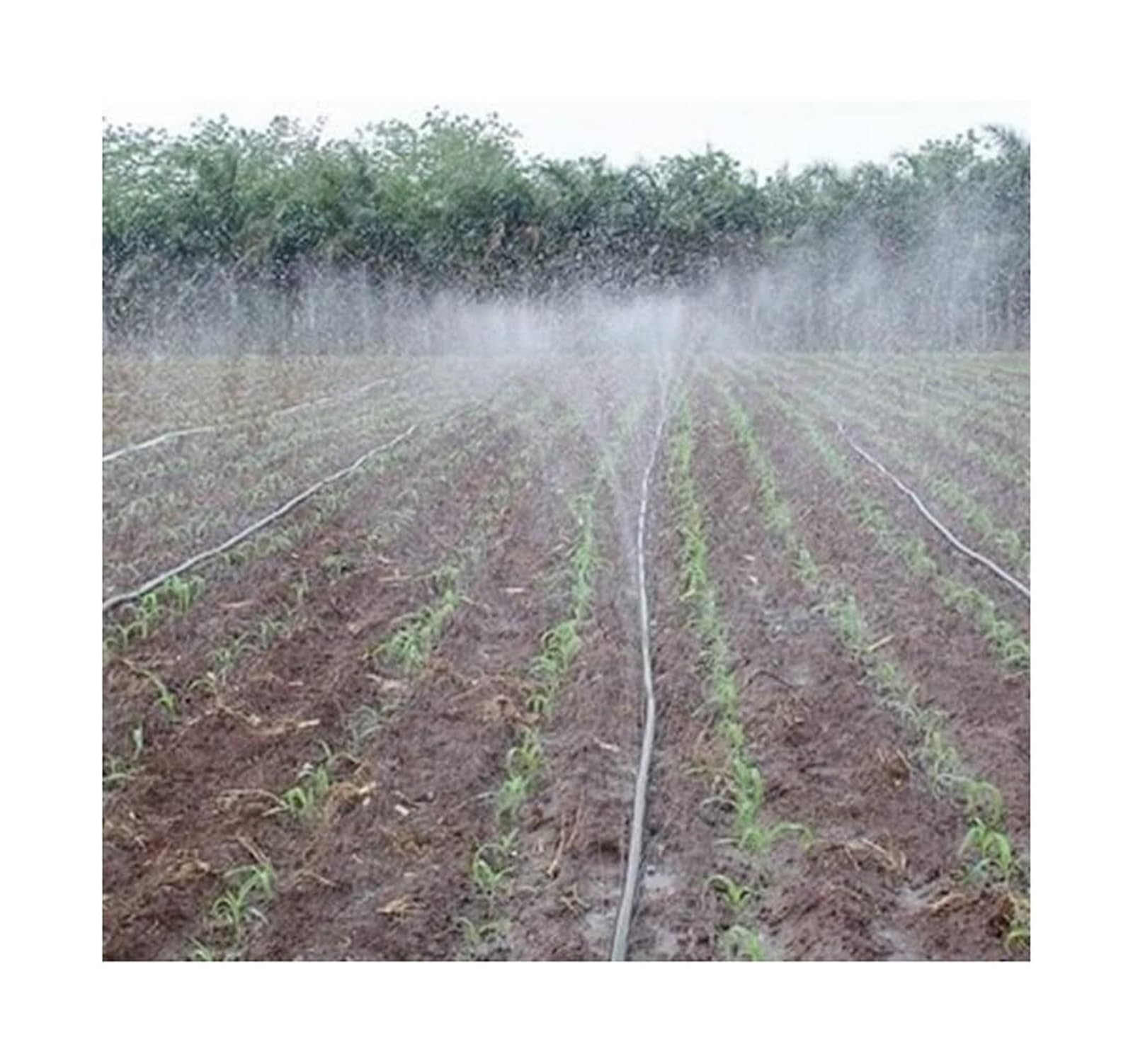 Taśma kroplująca z PE, Poly Micro Spray Drip Tape 3/4in 20mm 20kPa 2m Flex NoTangle Farm Irrigation Multi Sizes(3-hole Tape,100meters(330ft))