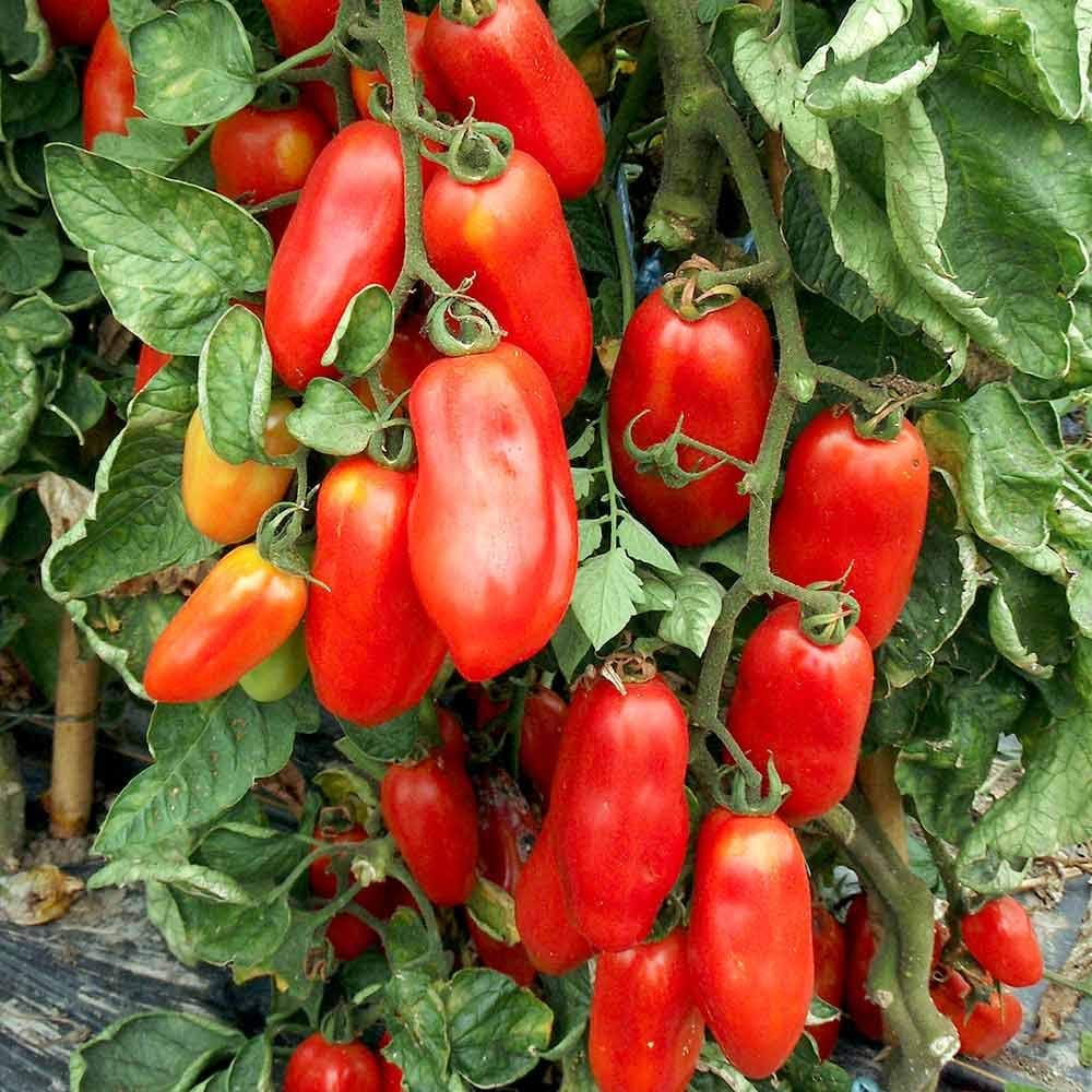 San Marzano Redorta Tomato Seeds Heirloom Variety from Tuscany, Italy