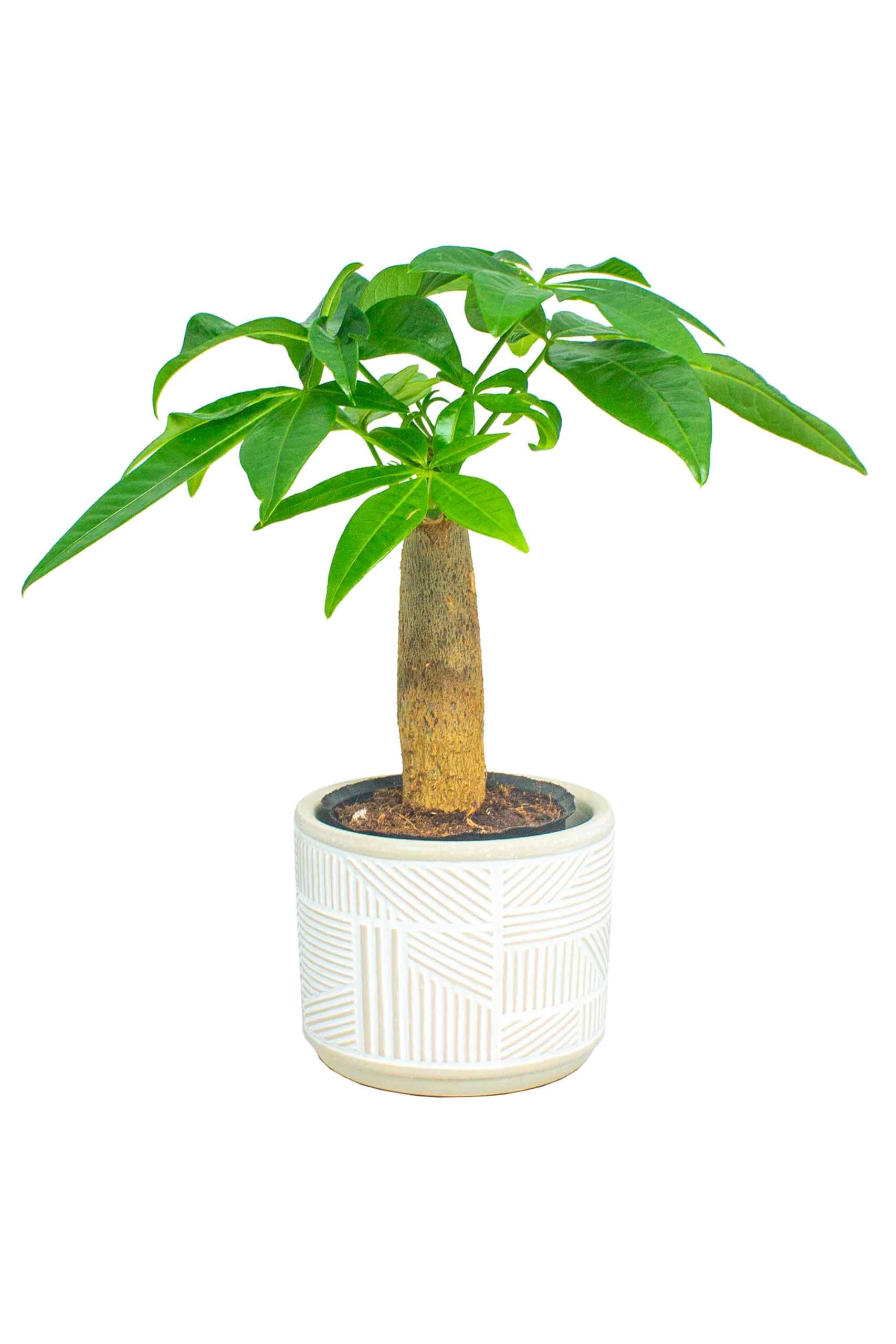 Amazon｜[ miipas ] パキラ 観葉植物 本物 ミニ 小型 小さい 卓上 鉢