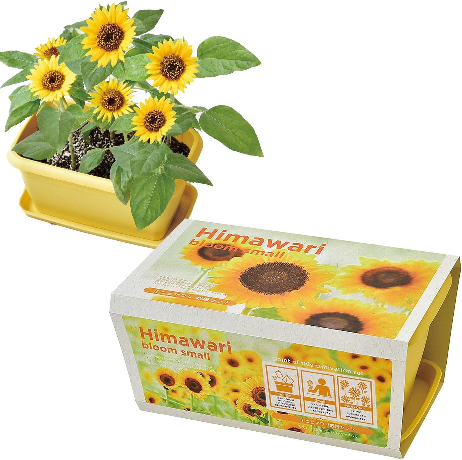 Seishin Pottery GD-93201 All Year Round Home Garden, Easy Cultivation Kit, Mini Sunflowers, Flower Cultivation Set (Free Research), Pot, Approx. 9.4 x 5.9 inches (24 x 15 cm), ENJOY PLANTER FLOWER, Mother's Day Gift, Birthday Present