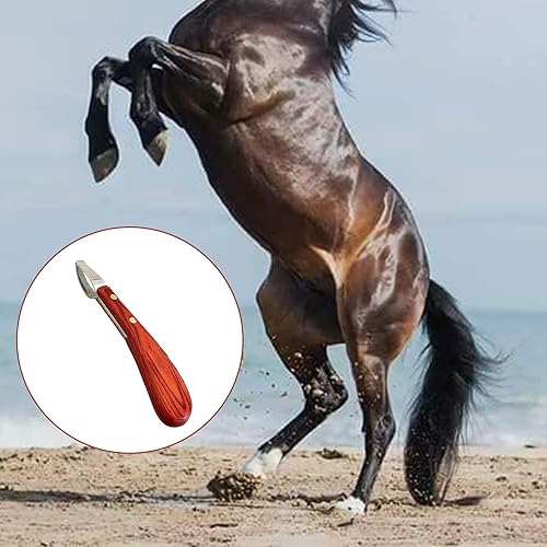Miniatura 5 de Afilador de cuchillos de pezuña, cuchillo ovalado de caballo, herrador de pezuña, herramienta de afilado de varilla, cuchillo de corte de pezuña,
