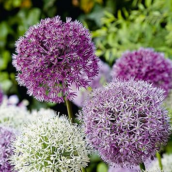 Bloomique - Mix of 15 - Allium Fantasia - Look - Ornamental Bulb - Blue White Purple - Flower Bulbs - Spring Flowering - Perennial Plants - Grows up to 70-90 cm tall
