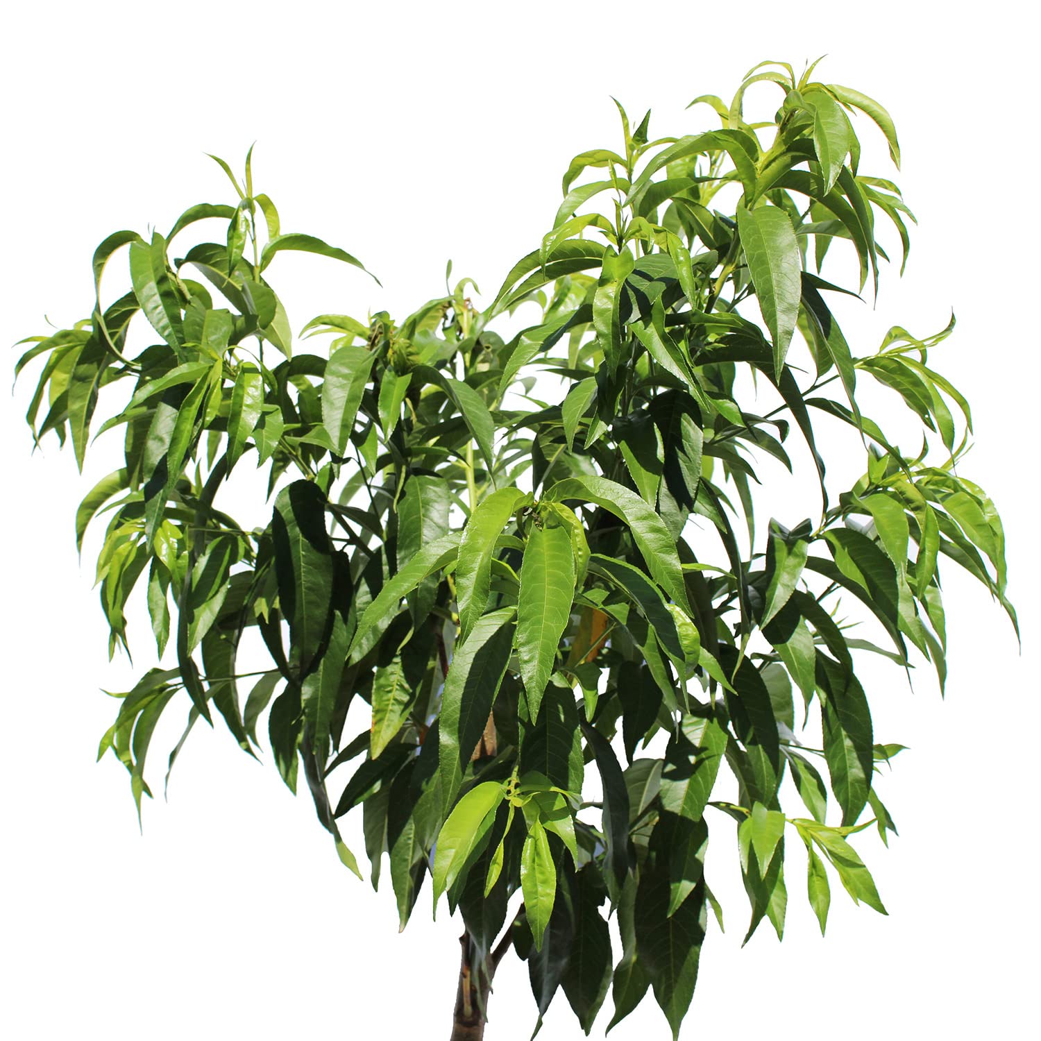 KENTIS – Pfirsich Pflanzen – Prunus Persica – Pfirsichbaum – Echte Outdoor Pflanzen – Garten Obstbaum – Obstpflanzen – Topf Ø 28 cm