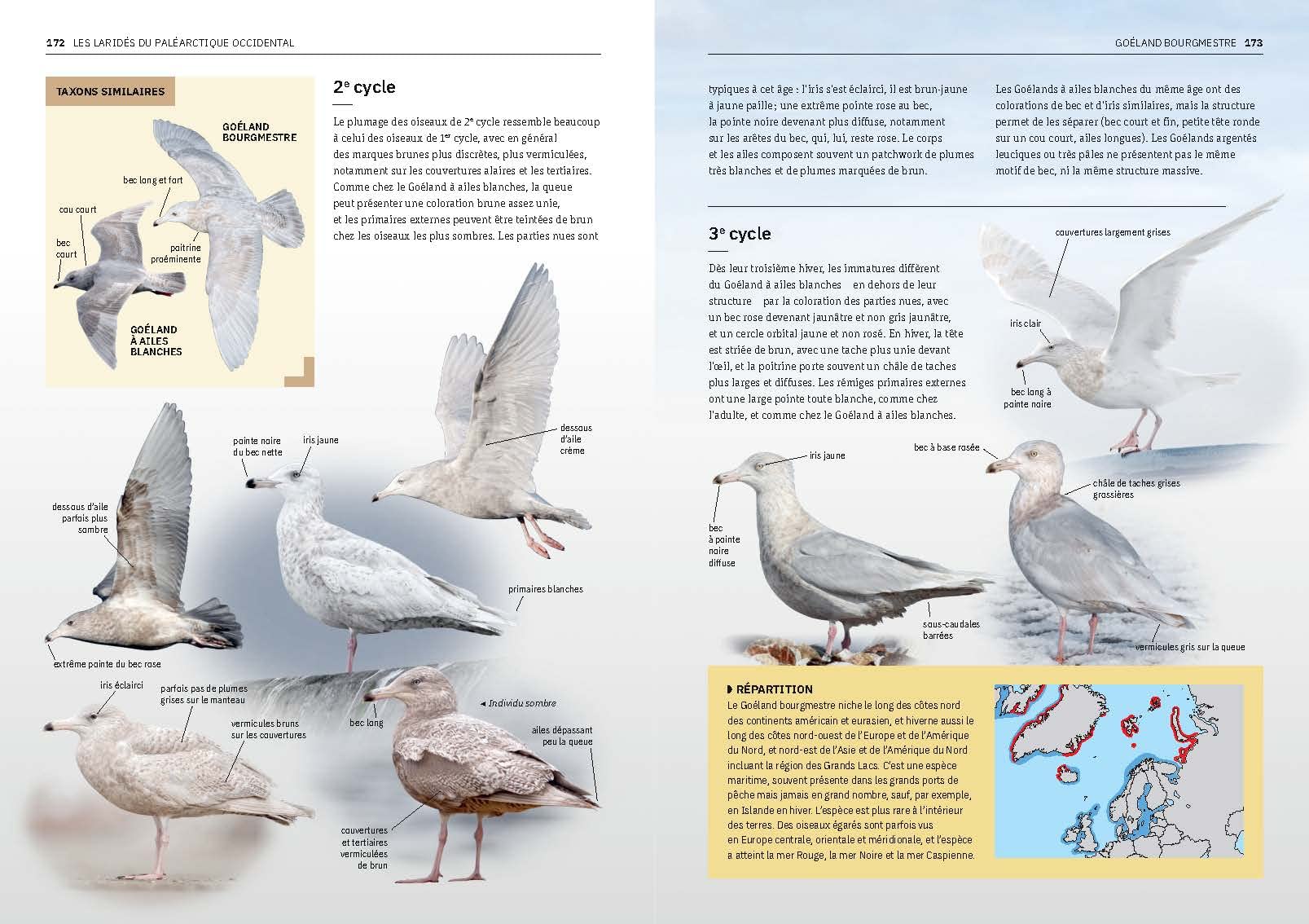 Les Laridés du paléarctique occidental: Guide d'identification des mouettes et des goélands