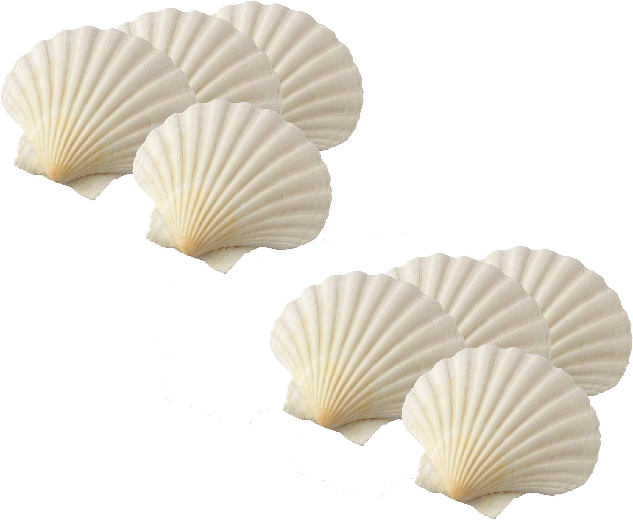 Maine Man Baking Shells, 4 Inch, Set of 8