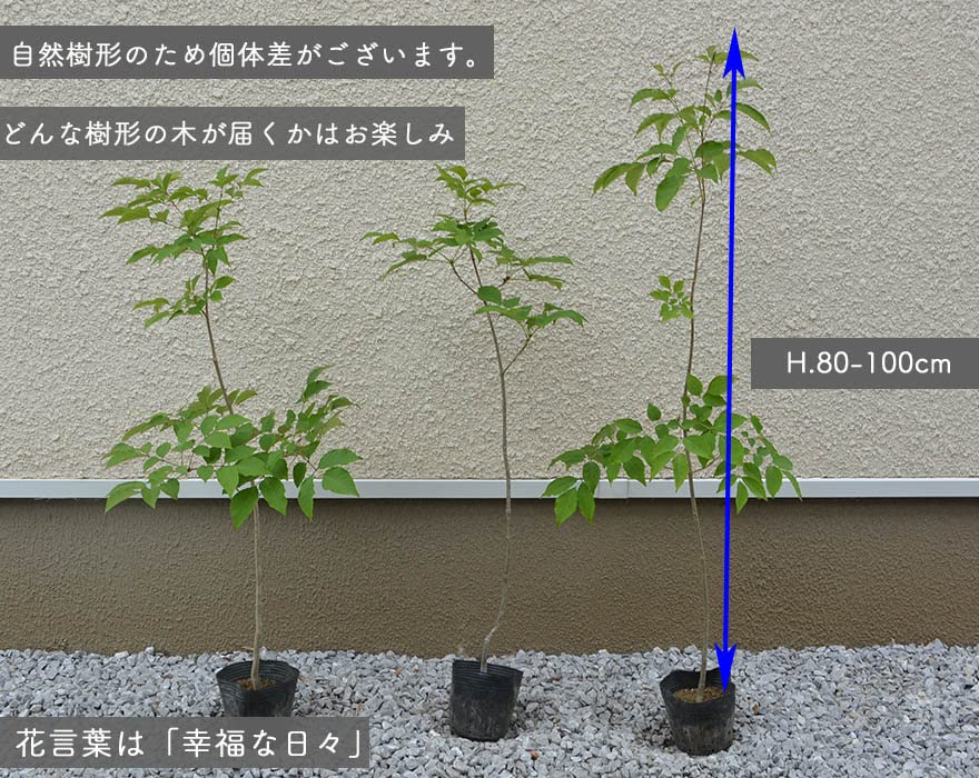 アオダモ　雑木　苗木　シンボルツリー　苗 楽天市場】【施工付植木/近畿地域限定】 シンボルツリー 庭木 植木