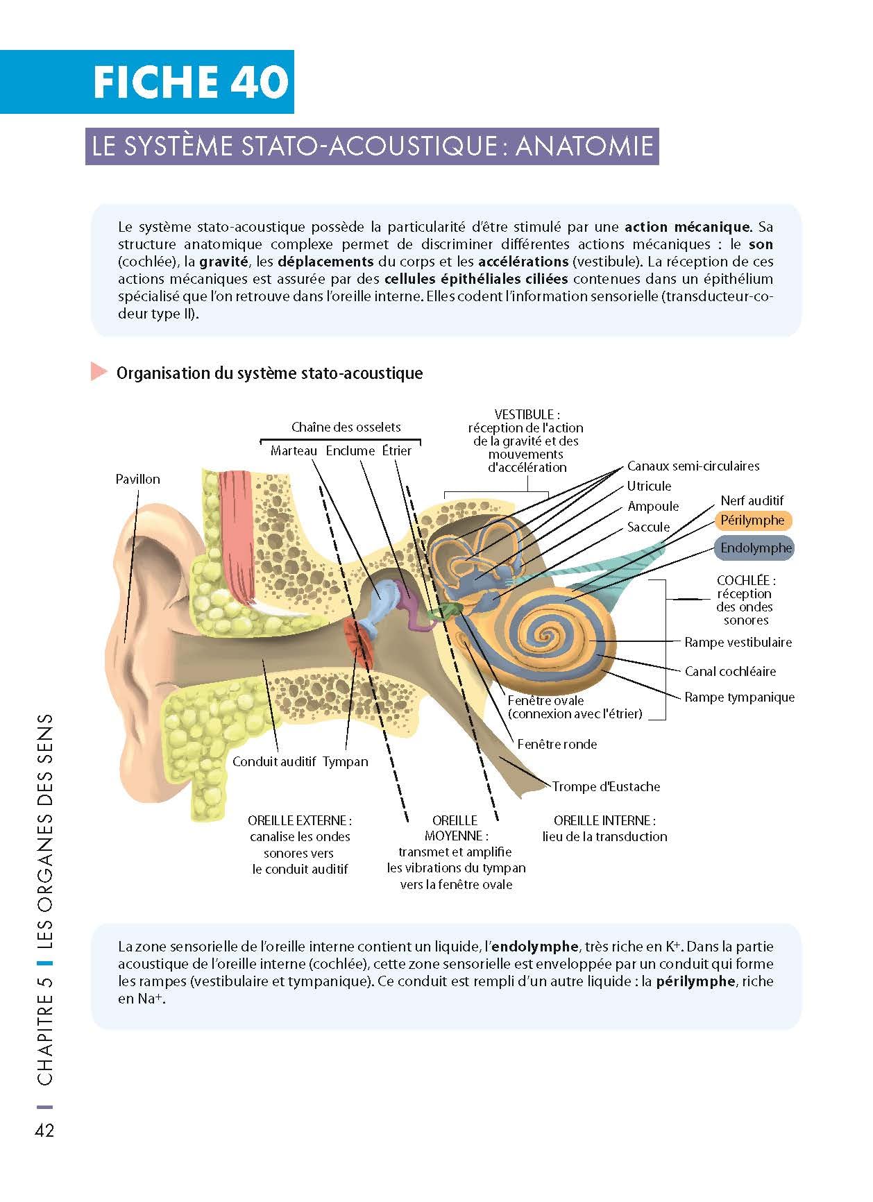 Mémo visuel de physiologie humaine - 3e éd.