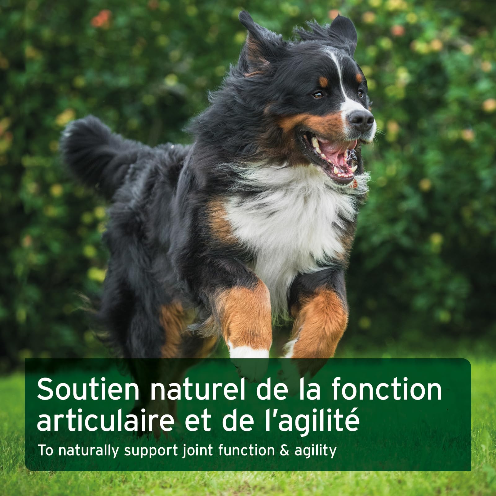 AniForte Comprimés Articulations 300 pcs pour Chiens – Moules aux Orles Verts, Oméga-3, Collagène et Griffe du Diable – Soutien Articulations & Tendons
