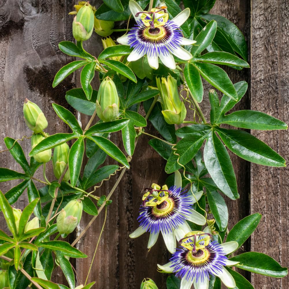Blue Passion Flower Vine