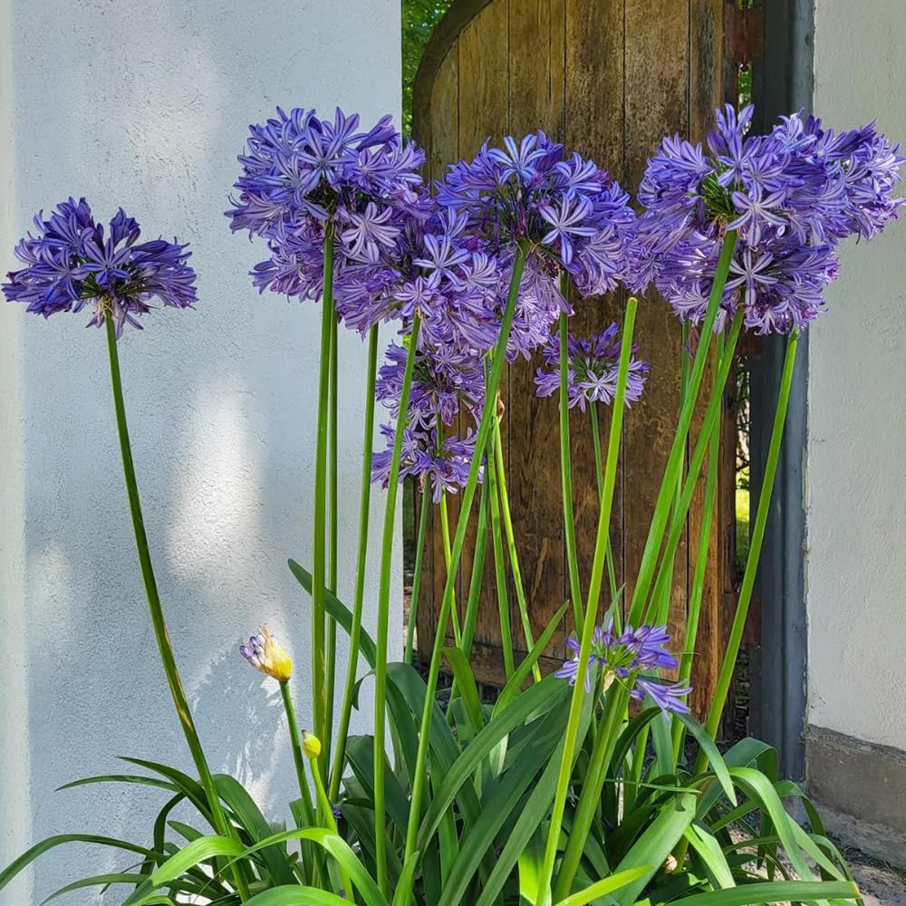 Agapanthus - balcone rialzato letto giardino balcone precoce 5pcs