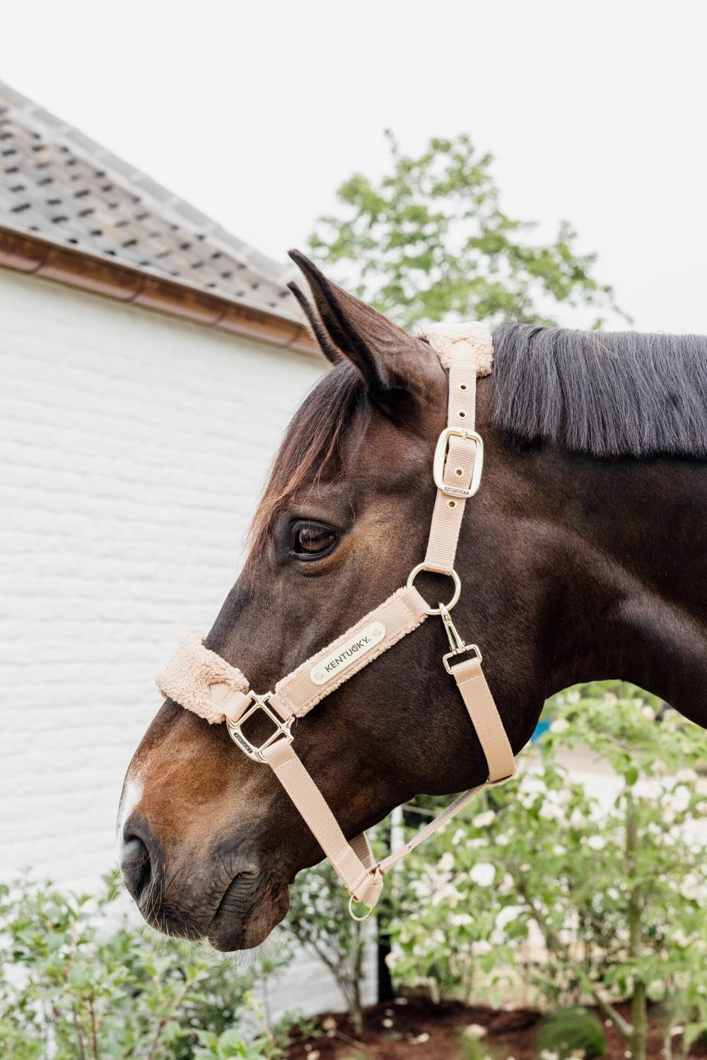 Kentucky - Cabestro de forro polar beige cob