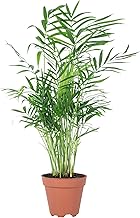 Chamaedorea Elegans Mountain Palm Tree - Easy-Care Indoor Plant - Height Approx. 35 cm, Pot Diameter 12 cm