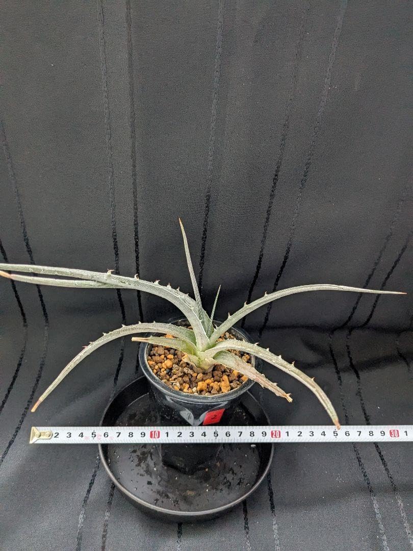 ≠ME ノイミー 6周年コンサートプレミアムメンバーくじ A賞 谷崎早耶