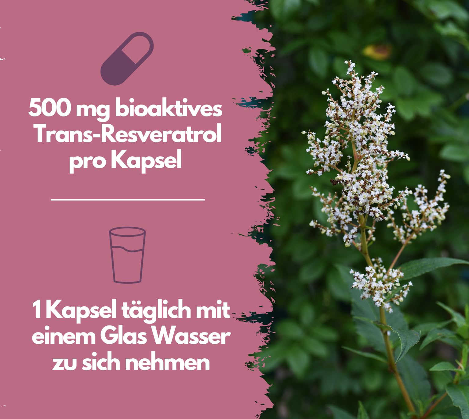 EXVital® Resveratrol Kapseln, 98% Trans-Resveratrol, 500mg pro Kapsel, 120 vegane Kapseln, vegan & ohne Zusätze, laborgeprüft