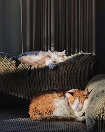 Miniatura 6 de LAIDANLA Estatua de gato dormido de obsidiana negra, cristales curativos tallados a mano, bonita escultura de figura de gatito de 1.6 pulgadas,