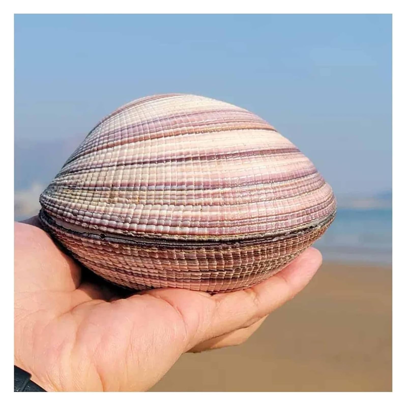 YKMYXZ shells， 9~11Cm for Wedding Decor Beach Theme Party, Home Decorations,DIY Crafts(10~11cm)