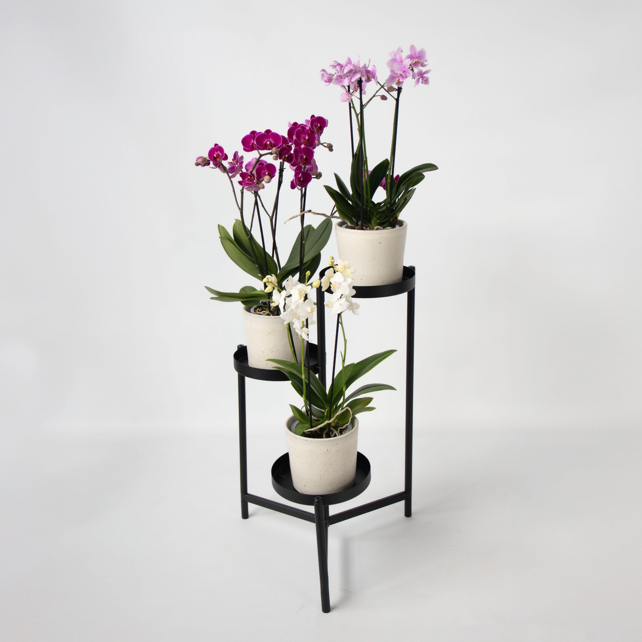 Plant in a Box - Orchidée Phalaenopsis - Lot de 3 - Phalaenopsis Multiflora - Hauteur 35-45cm - Pot 12cm - Plante d’intérieur fleurie - Compatible avec les chats