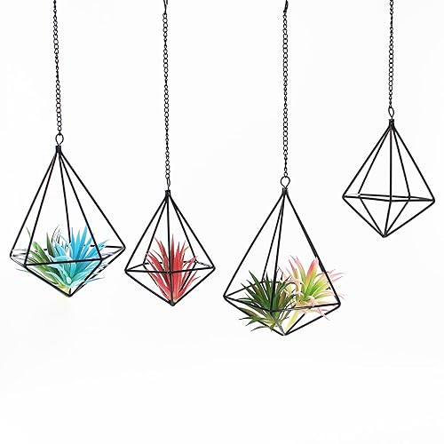 Geometric Air Plant Hangers - 4 Pack Black Metal Tillandsia
