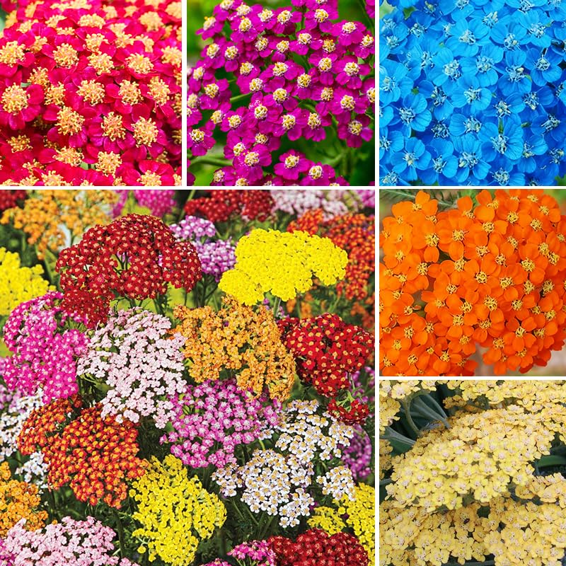 1550+ Perennial Yarrow Pastels Garden Flower Seeds for Planting-Non-GMO Heirloom Plant Seeds Garden Outdoor-Drought-Tolerant Flower