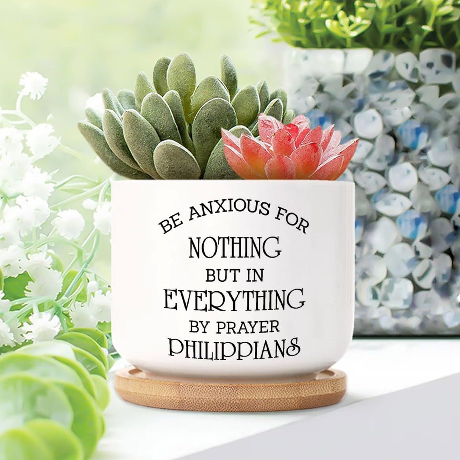 haworthia succulent plant Haworthia Fasciata Albo Variegata | organically grown succulent plants