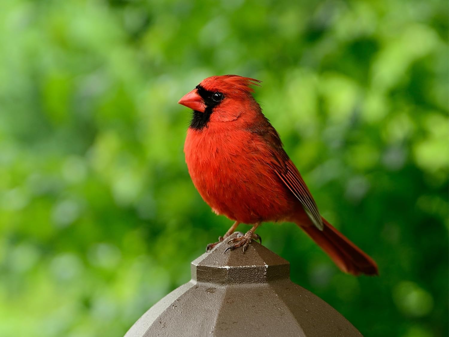 Evergreen Farm and Garden Birdseed Cylinders with Hole - Bird Seed for Outside Wild Birds (Small Cylinder, Neat Beak 4pc)