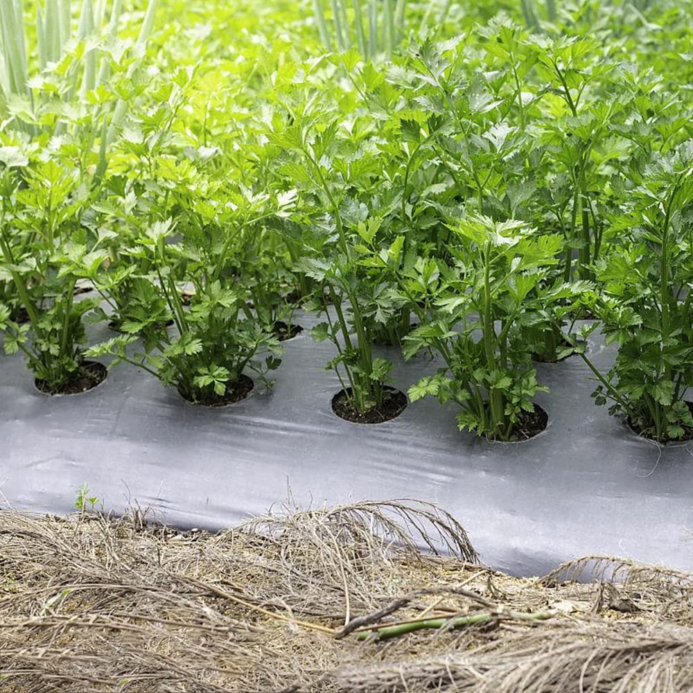 100pcs Celery Seeds for Gardening Plants Gardeners Favorite Crop Shaped Leafy Vegetables Strong Adaptability Evergreen Decoration Garden