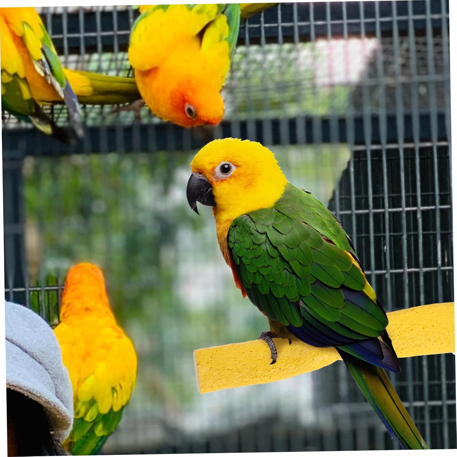 Bird Cage Perch Parrot Stand Molar Stick Platform image 5