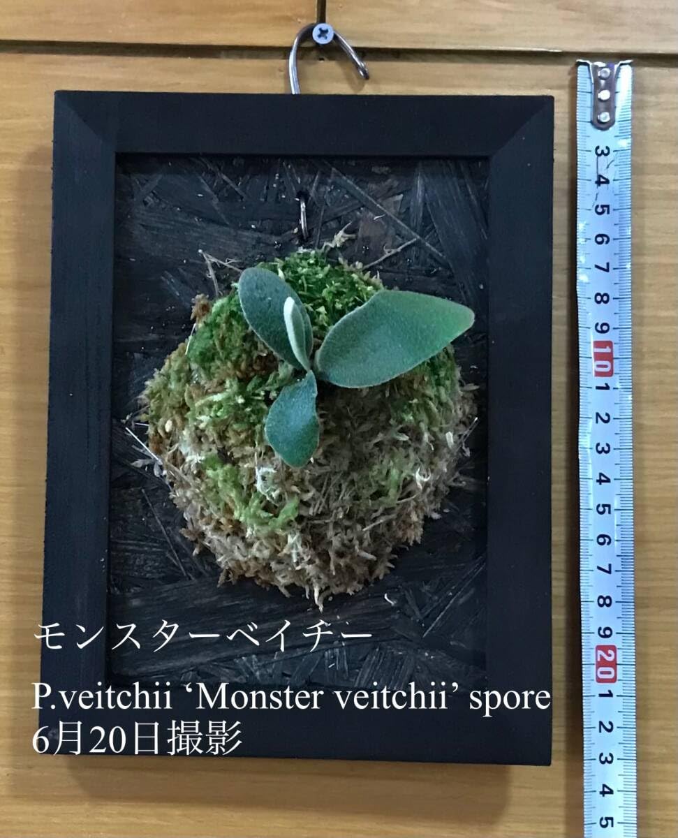 Amazon.co.jp: ビカクシダ 胞子培養 モンスターベイチー 板づけ