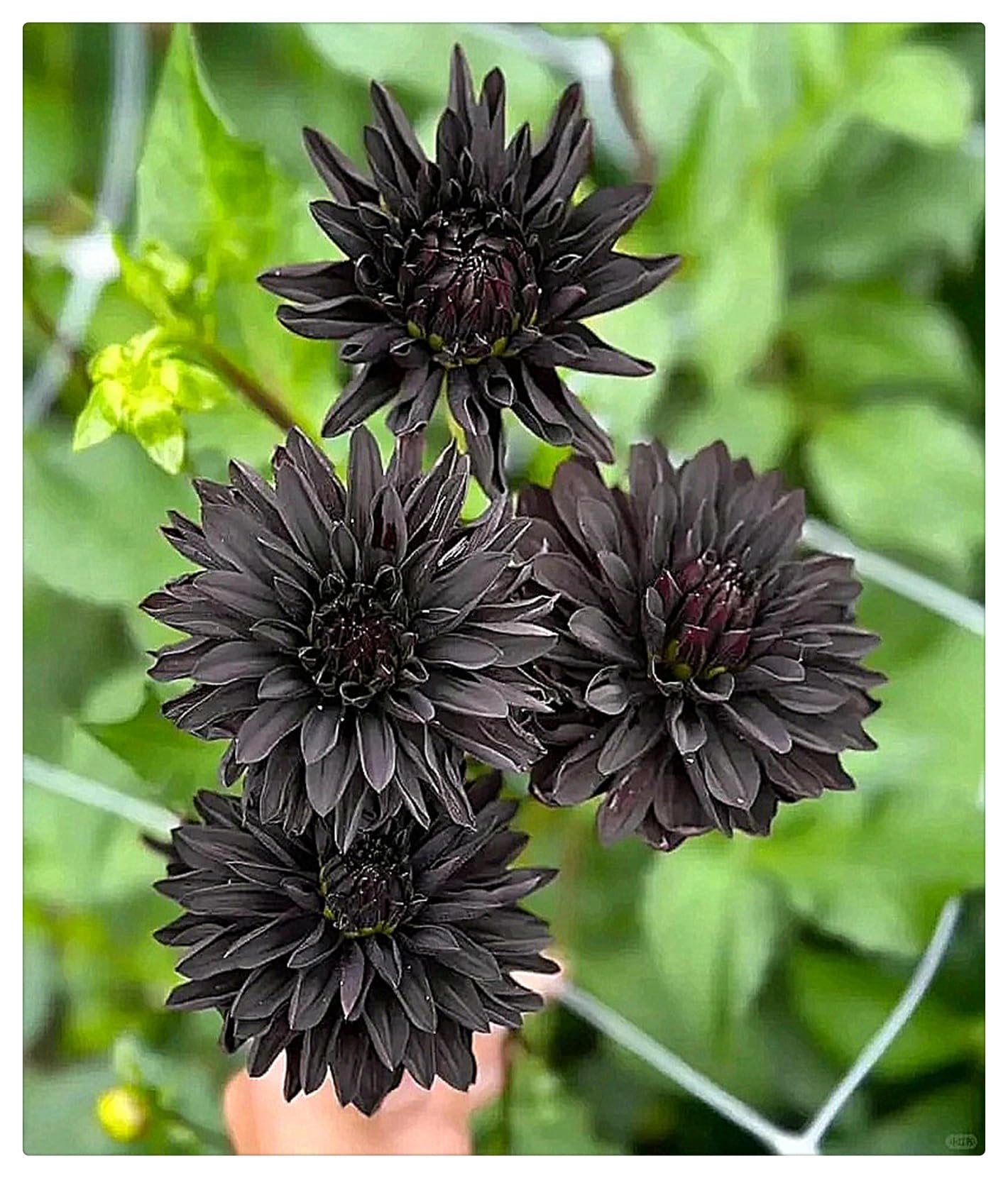 Dahlia Bulbs for Planting,Flowering Rhizome,Excellent Display Indoor Perennial Balcony Garden Bulbs,Dahlia Tubers UK,Dahlia Bulbs Mix-8bulbs-B