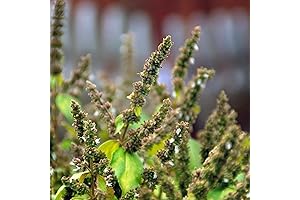 CHUXAY GARDEN Patchouli Plant Seeds