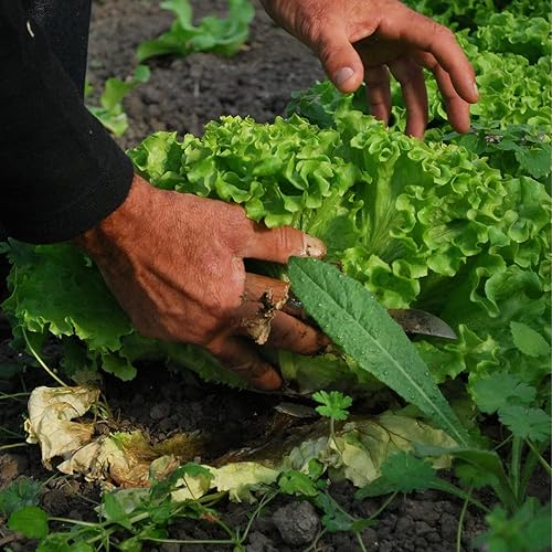 Miniatura 7 de Farm Plastic Supply - Lámina de plástico transparente para invernaderos - Ultra duradera - 8 mil - (50 x 70 pies) - Película de polietileno