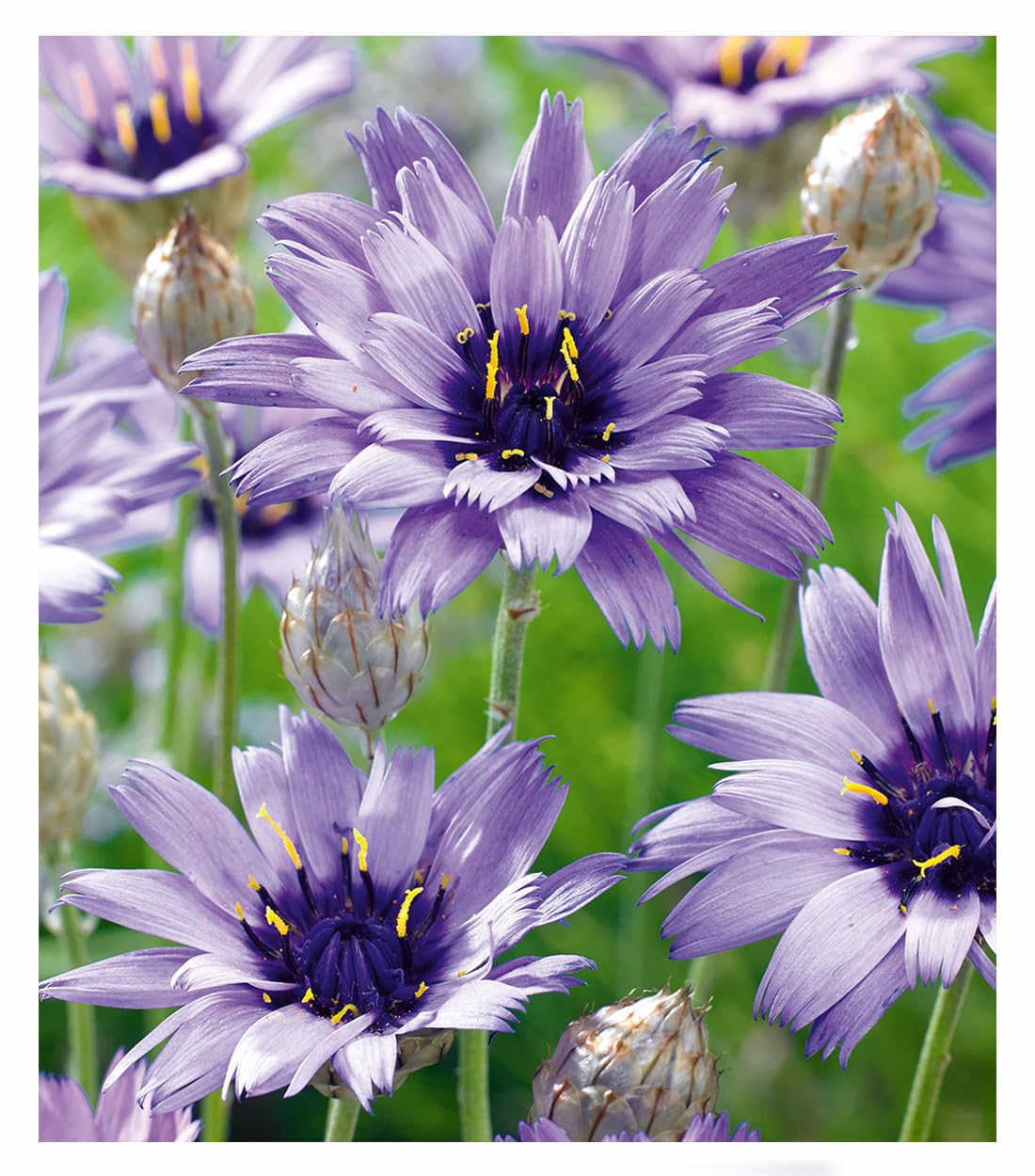 BALDUR Garten 3x Blaue Rasselblume 'Catananche', Pflanzen im 9x9 cm-Topf, erinnert an Kornblumen, trockenheitsverträglich, bienenfreundlich, winterhart, blüht über viele Wochen, für naturnahe Gärten