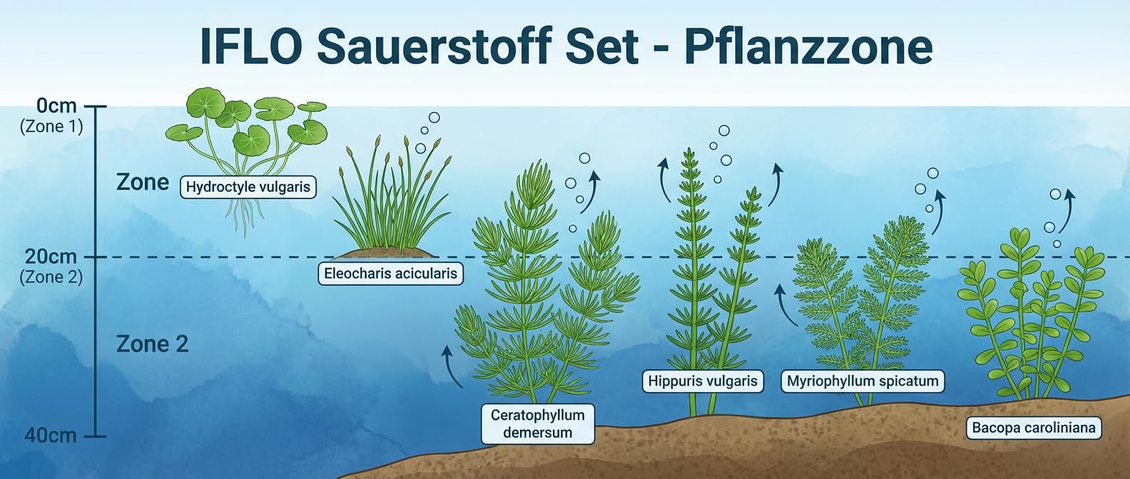 IFLO® 6er Set Sauerstoff Teichpflanzen – Wasserpflanzen für klares Wasser – Winterhart & Pflegeleicht – Nachhaltig aus Holland – Zone 5 - 5