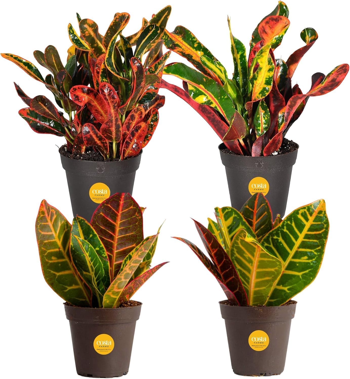 Costa Farms Croton Live Plants (4-Pack), Indoor and Outdoor Angel Croton Houseplants Potted in Nursery Pots, Grower’s Choice, Easy Care Tropical Plant for Home, Office, and Tabletop Decor