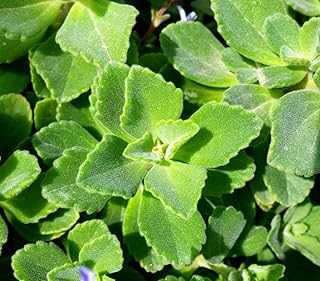 Mountain Thyme Seedling with 2 Mint Seedling