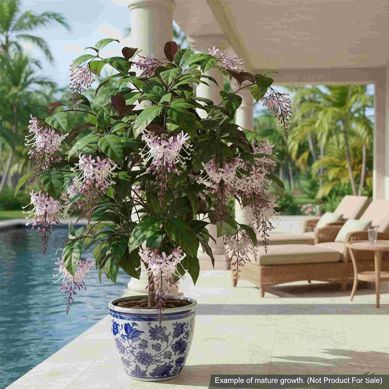 Starburst Shooting Star Clerodendrum Quadriloculare | Live Plant | Spring Blooming | 10-14” Tall | White Pink Flowers Purple Foliage | Emerald’s Starter Pot