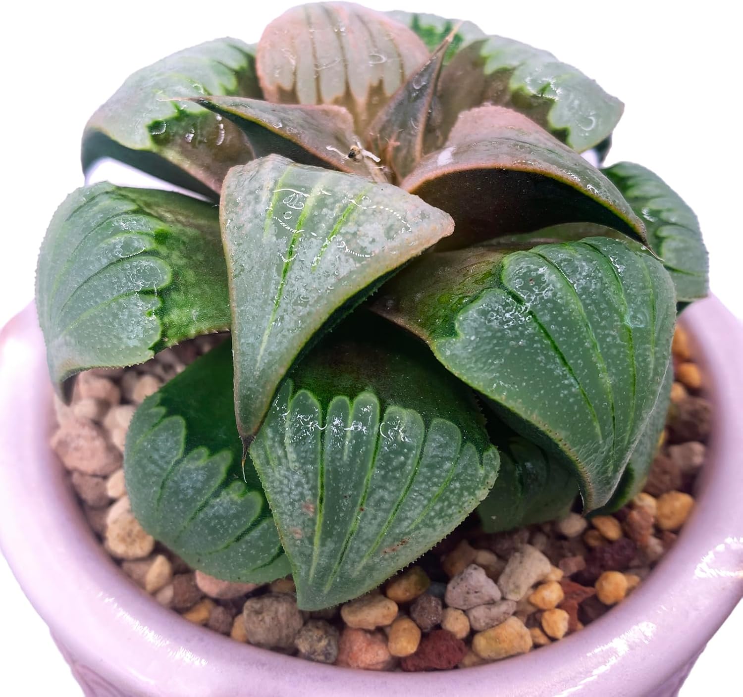 Generic Haworthia Emelyae Rare Succulent Plants Live, Pot 2.7"" Green Live Plant, Soil and Pot Excluded, Garden Indoor Office Desk, Wedding Party Baby Shower Decor, Friend Plant Lovers Gifts