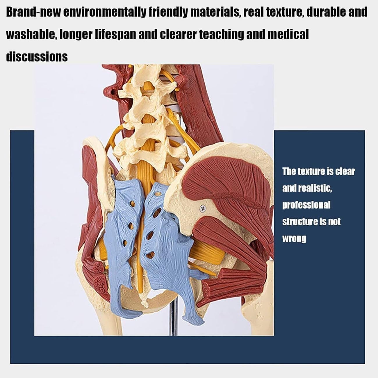 Adult Life-Size Female Pelvis Lumbar Skeletal Model, Human Organ Model, Female Pelvis Model with Pelvic Floor Muscle Anatomical Model