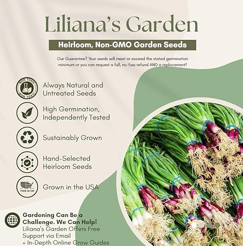 Miniatura 4 de Cebolleta "Red Beard" - Tipo de cebolla en racimo - Variedad de cebolla verde resistente | Allium fistulosum VAR 'Red Beard' | Heirlooms Seeds by