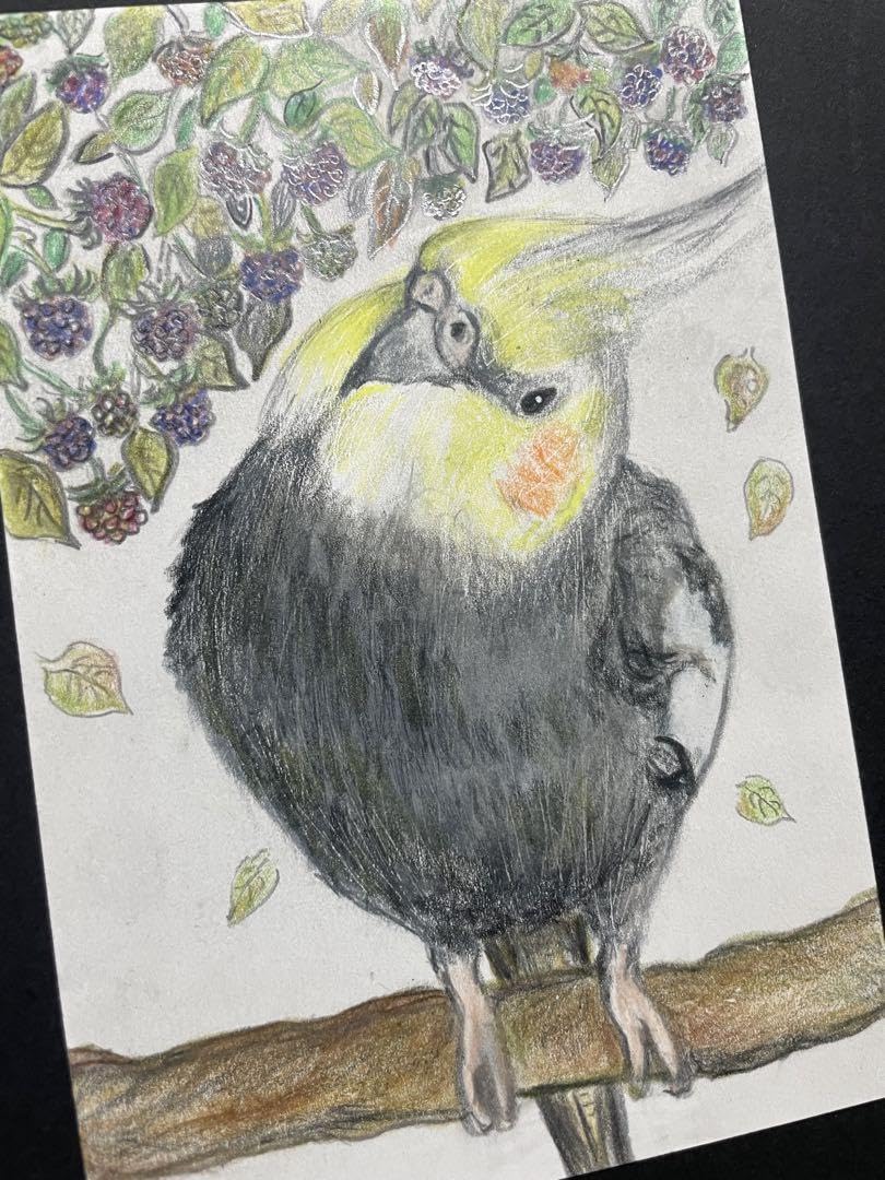 オカメインコ 色鉛筆画 イラスト 原画 ケント紙 一点物 Amazon.co.jp: 色鉛筆画 リアル可愛いオカメインコ色鉛筆画 原画 鳥