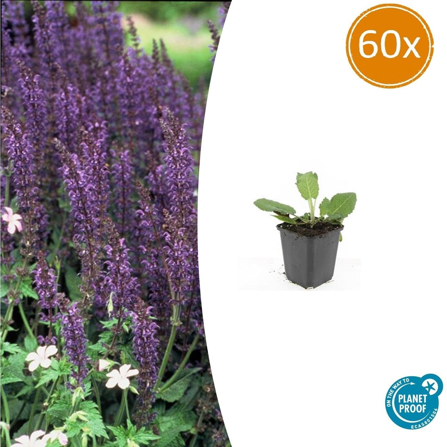 Salbei Salvia nem. 'Mainacht' Blau blühend Pflanze 12 Pflanzen Ø9 cm 10-25
