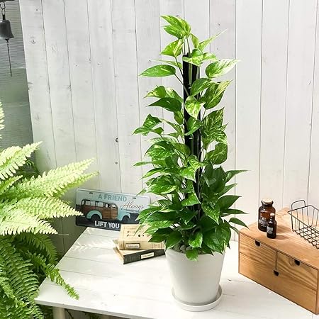 Amazon Co Jp 観葉植物 ポトス ゴールデン ヘゴ仕立て 7号鉢 受け皿付き 育て方説明書付き Epipremnum Pinnatum Aureum エピプレムナム Diy 工具 ガーデン