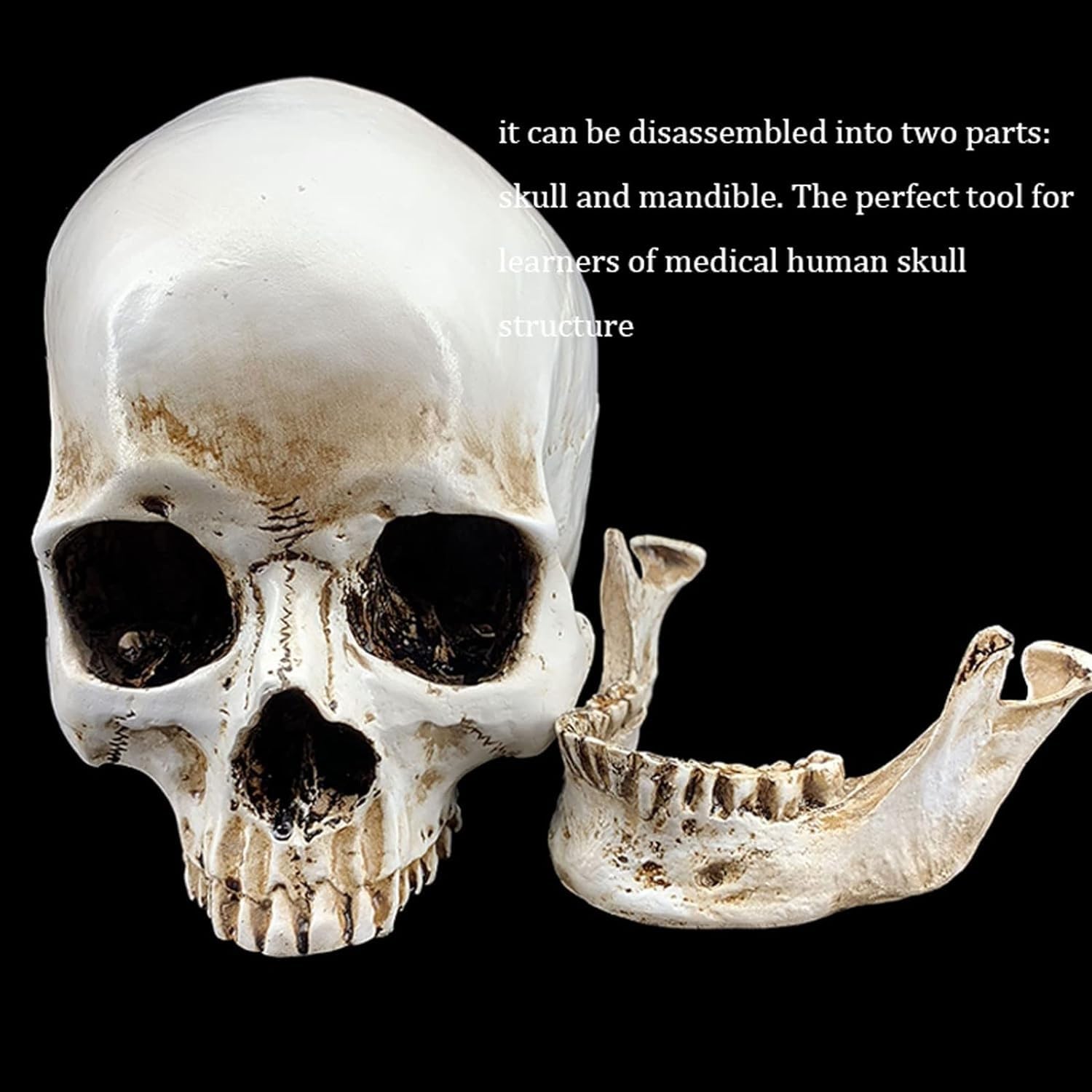 Anatomía De La Educación Modelo De Cráneo Humano Anatómico Médico Tamaño Real Cabeza Hueso Anatomía Alta Precisión Muñeca de Anatomía
