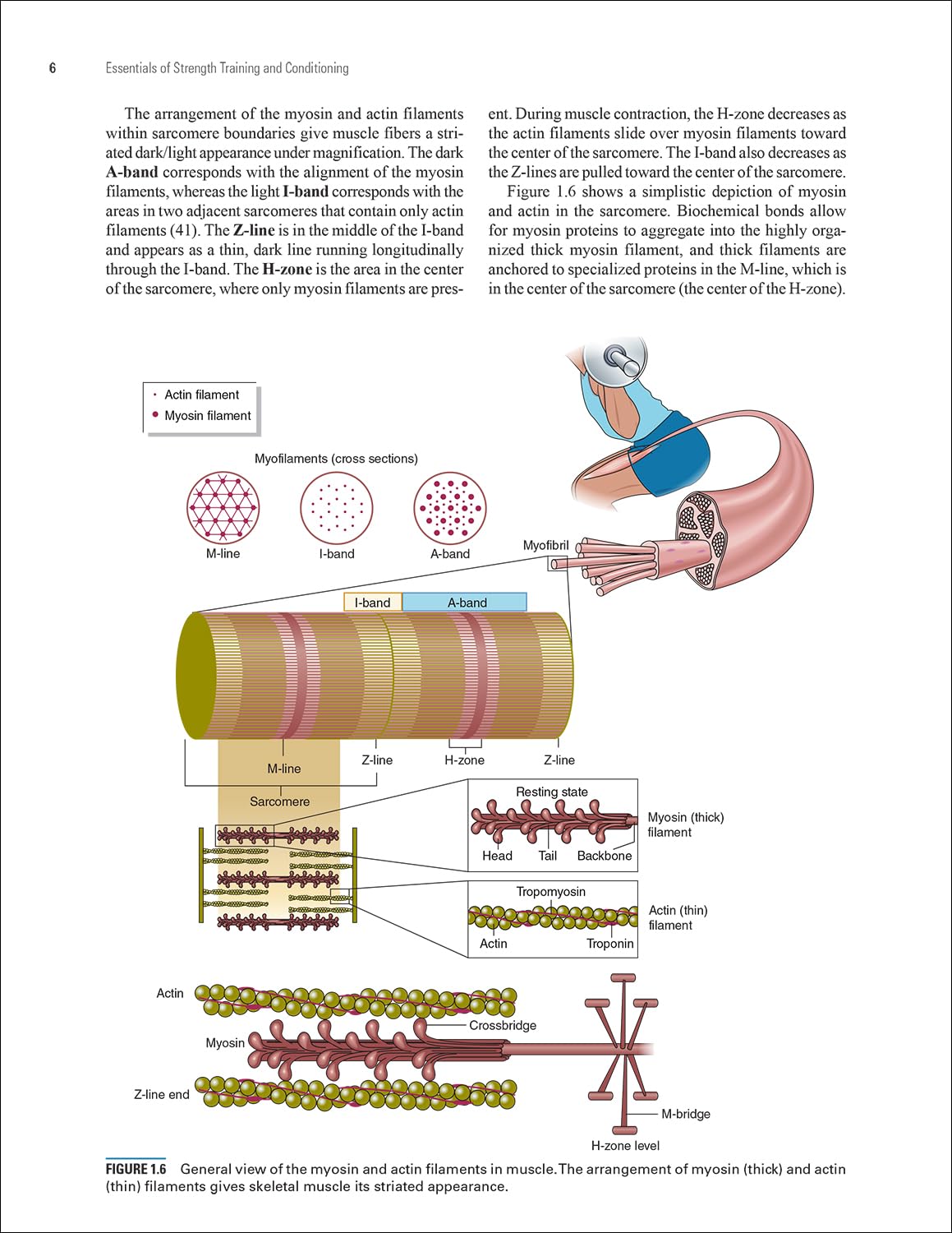 Essentials of Strength Training and Conditioning