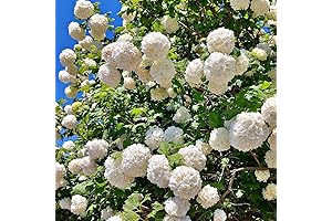 Doublefile Viburnum Snowball Flowering Plant